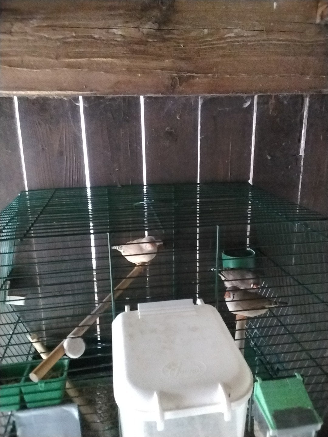 Zebravinkjes, Animaux & Accessoires, Oiseaux | Oiseaux Autre