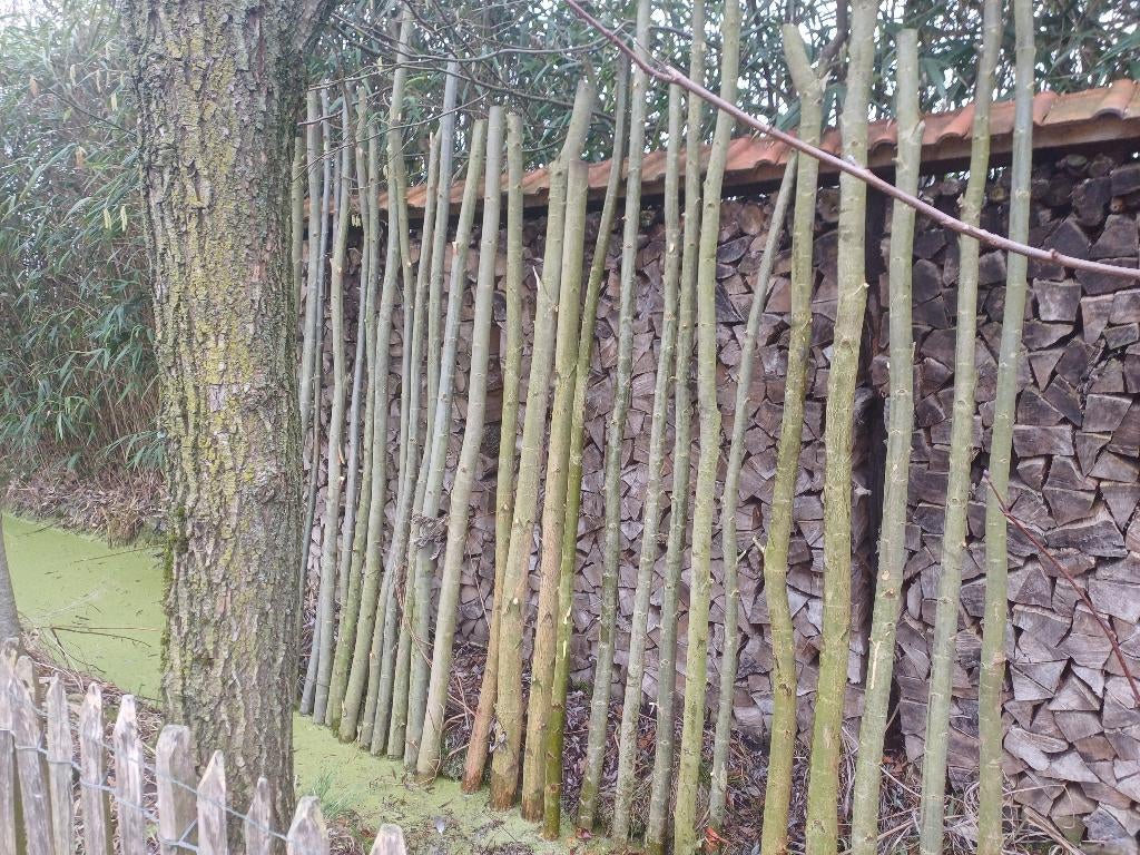 Knotwilgen, Tuin en Terras, Ophalen of Verzenden