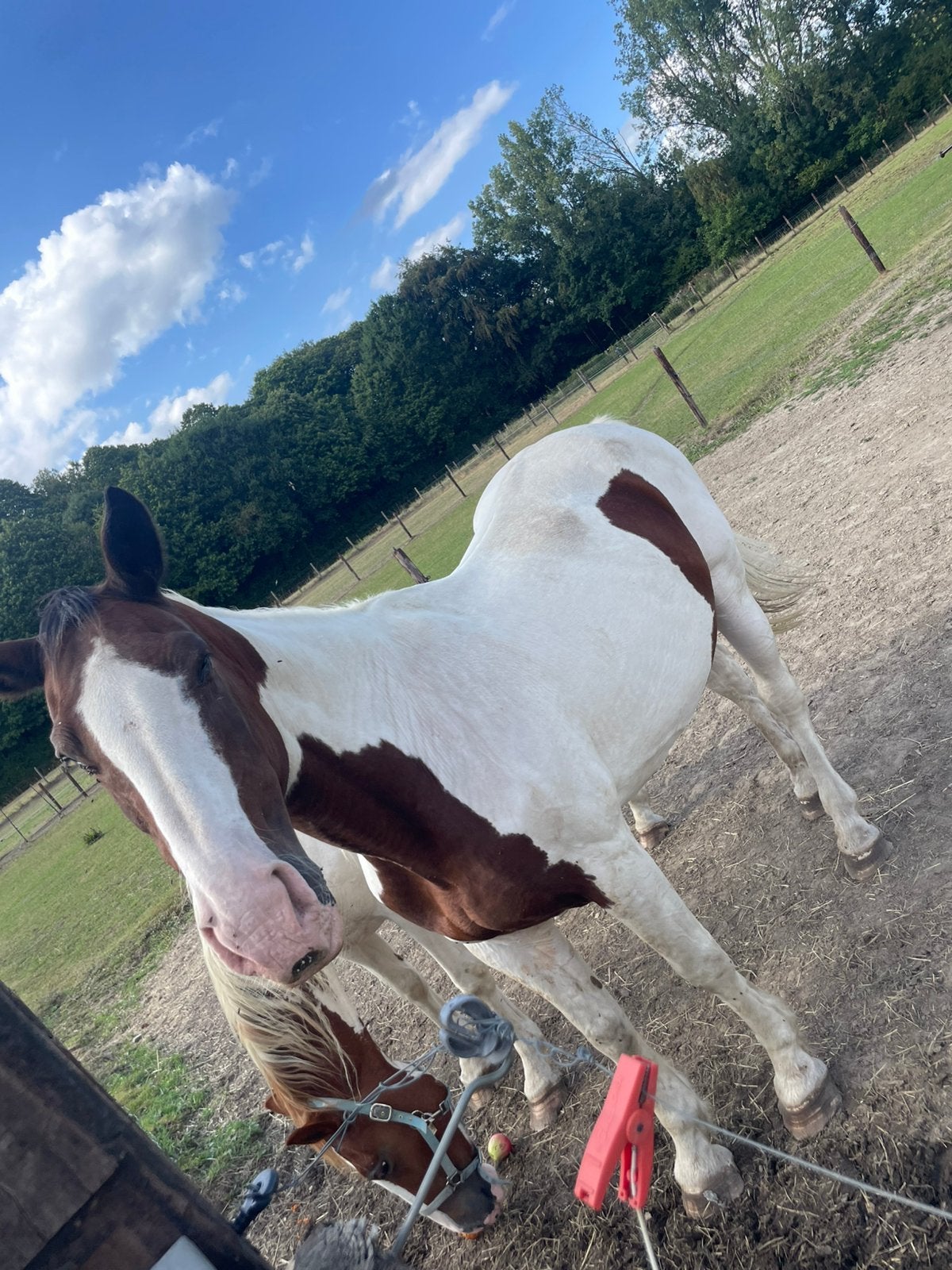 2 paarden te koop, Jument