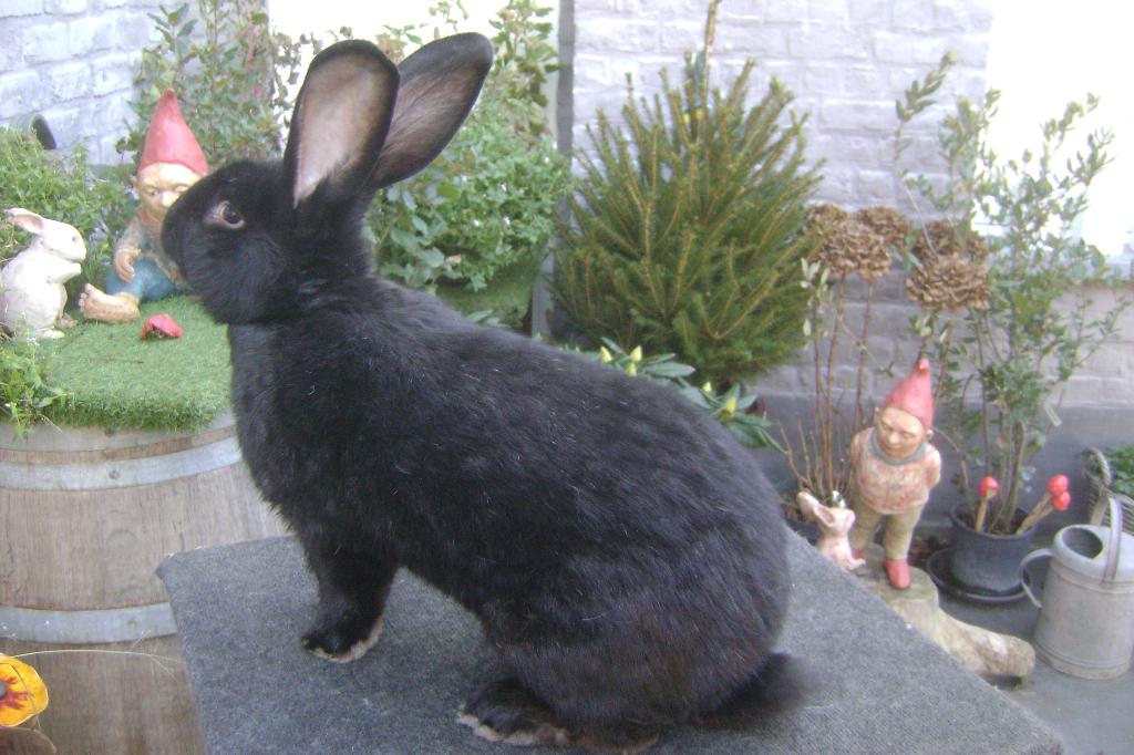 Zwarte Vlaamse reus, Dieren en Toebehoren, Konijnen, Vrouwelijk, Groot