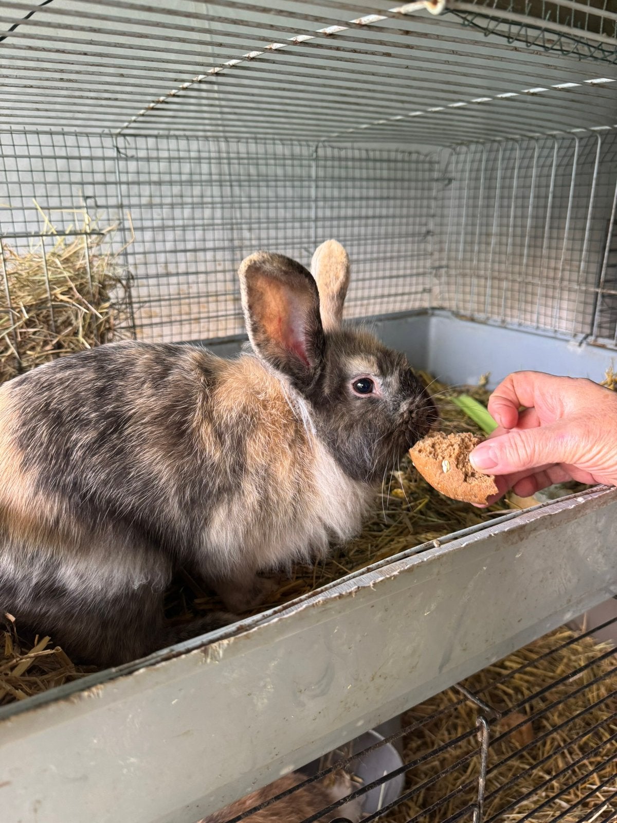 Leeuwekop, Dieren en Toebehoren, Konijnen, Middelgroot, Mannelijk, 0 tot 2 jaar