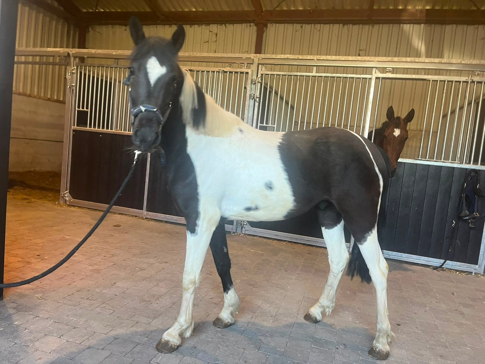 D pony ruin, Ruin, Onbeleerd, 3 tot 6 jaar