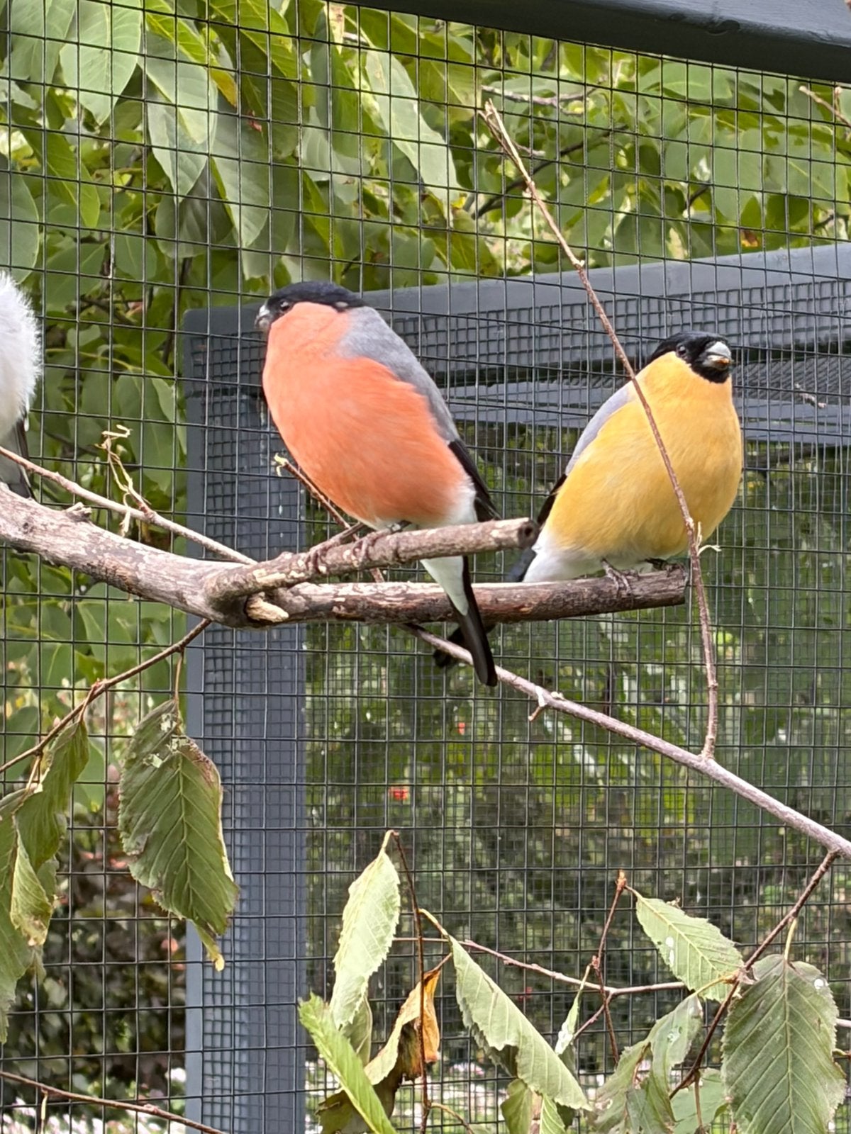Gezocht, Dieren en Toebehoren