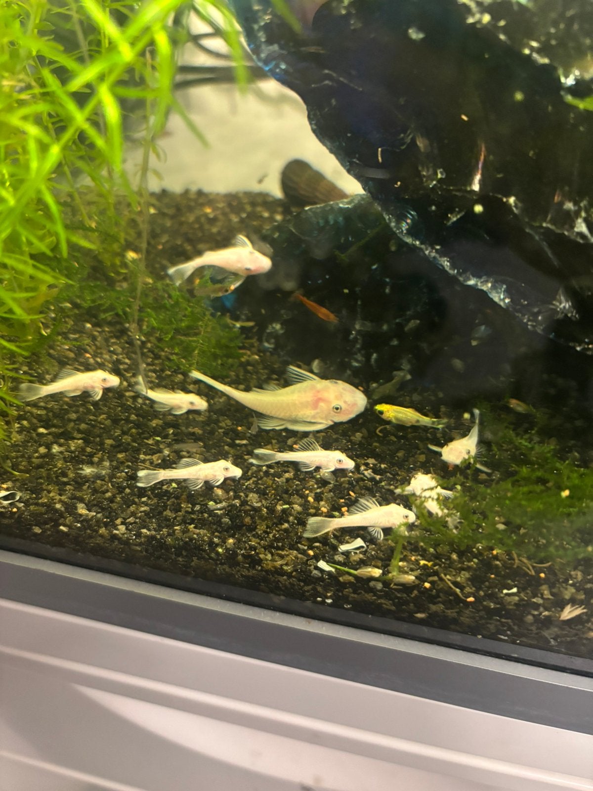 Prachtige Ancistrus Snow White (Geen zwarte vlekken!), Animaux & Accessoires