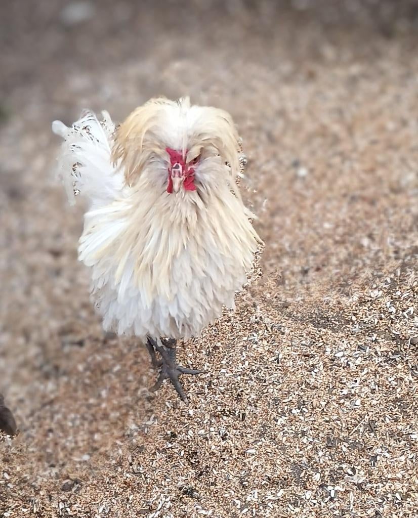 Padua haan, Mâle, Poule ou poulet