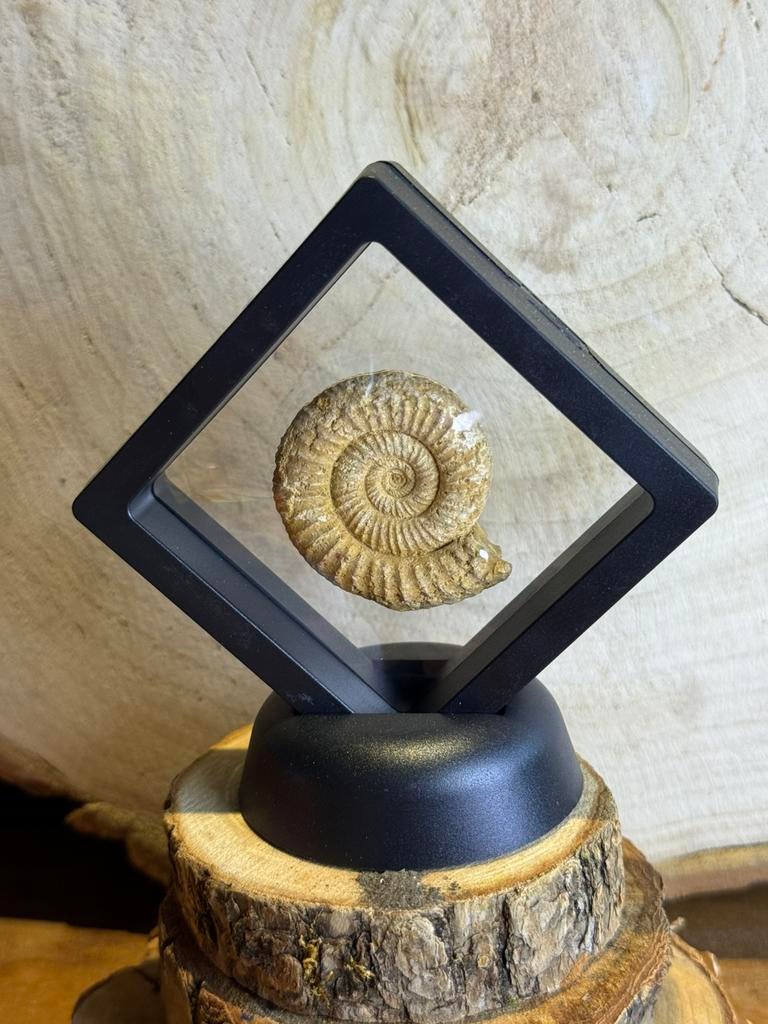 Fossiele ammoniet in zwevend display – decoratief fossiel, Verzamelen, Ophalen of Verzenden, Fossiel