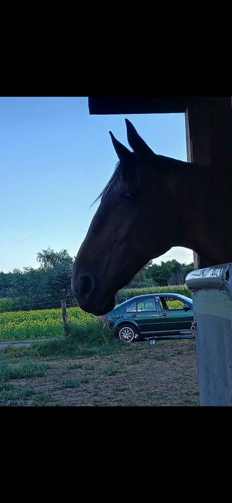 draver 13jaar super braaf en eerlijk!, Met stamboom, Ruin, Zadelmak, 170 tot 175 cm