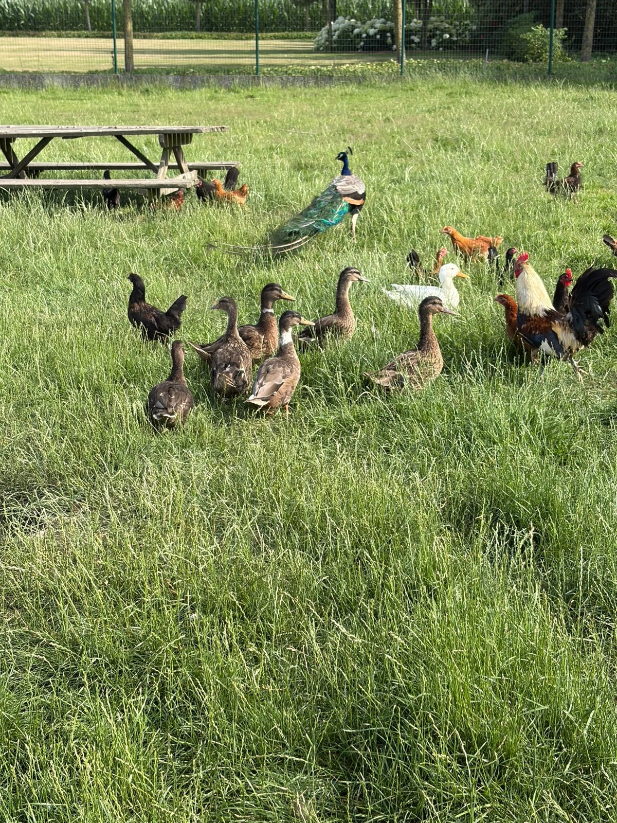 Jonge wilde eenden, Animaux & Accessoires