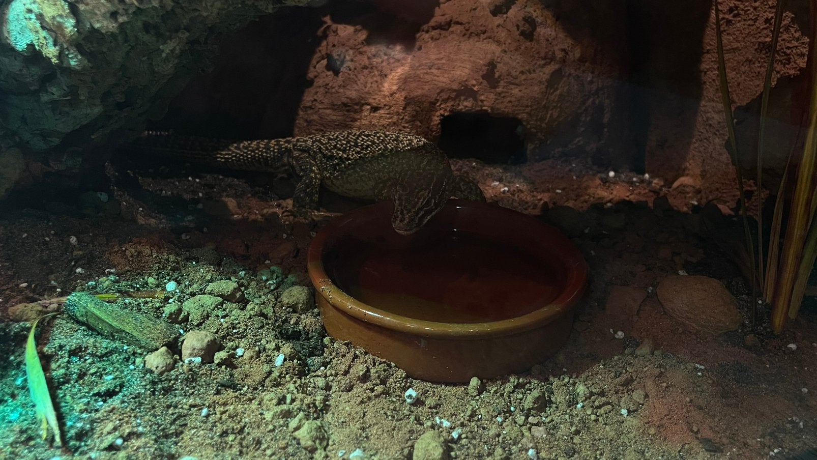 Varanus acanthurus yellow