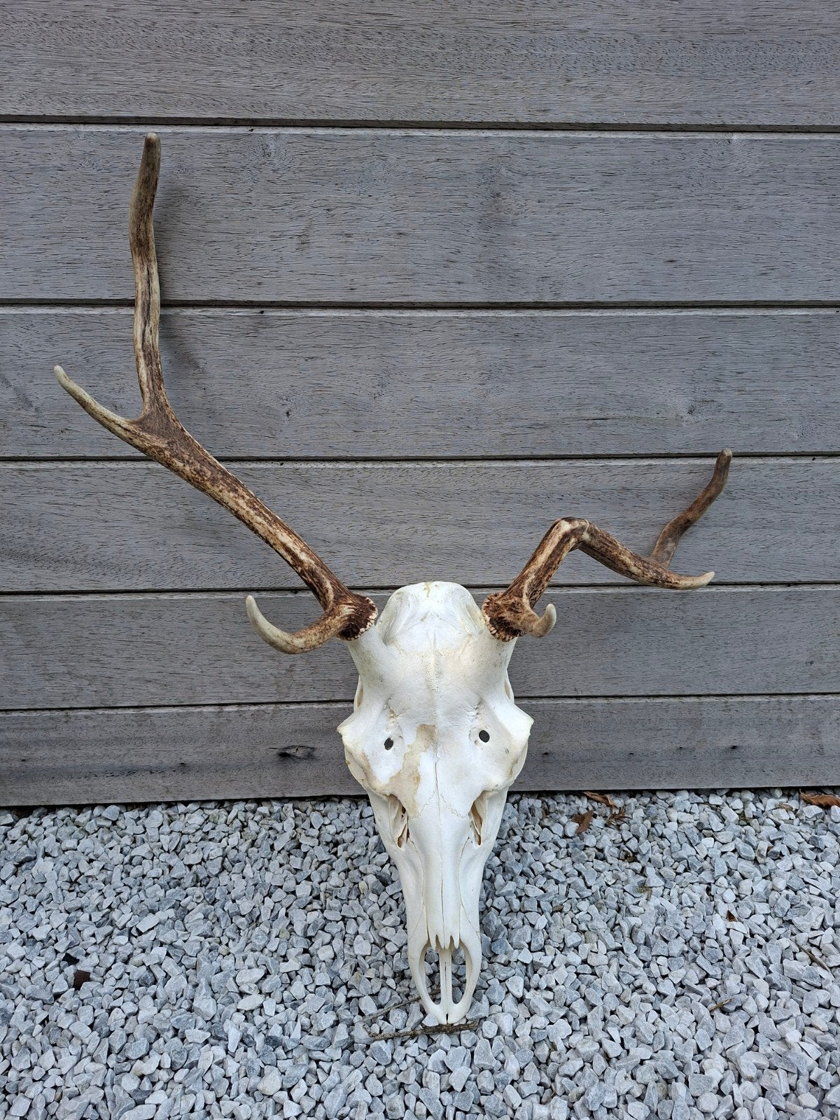 Hert gewei taxidermie, Enlèvement, Cerf