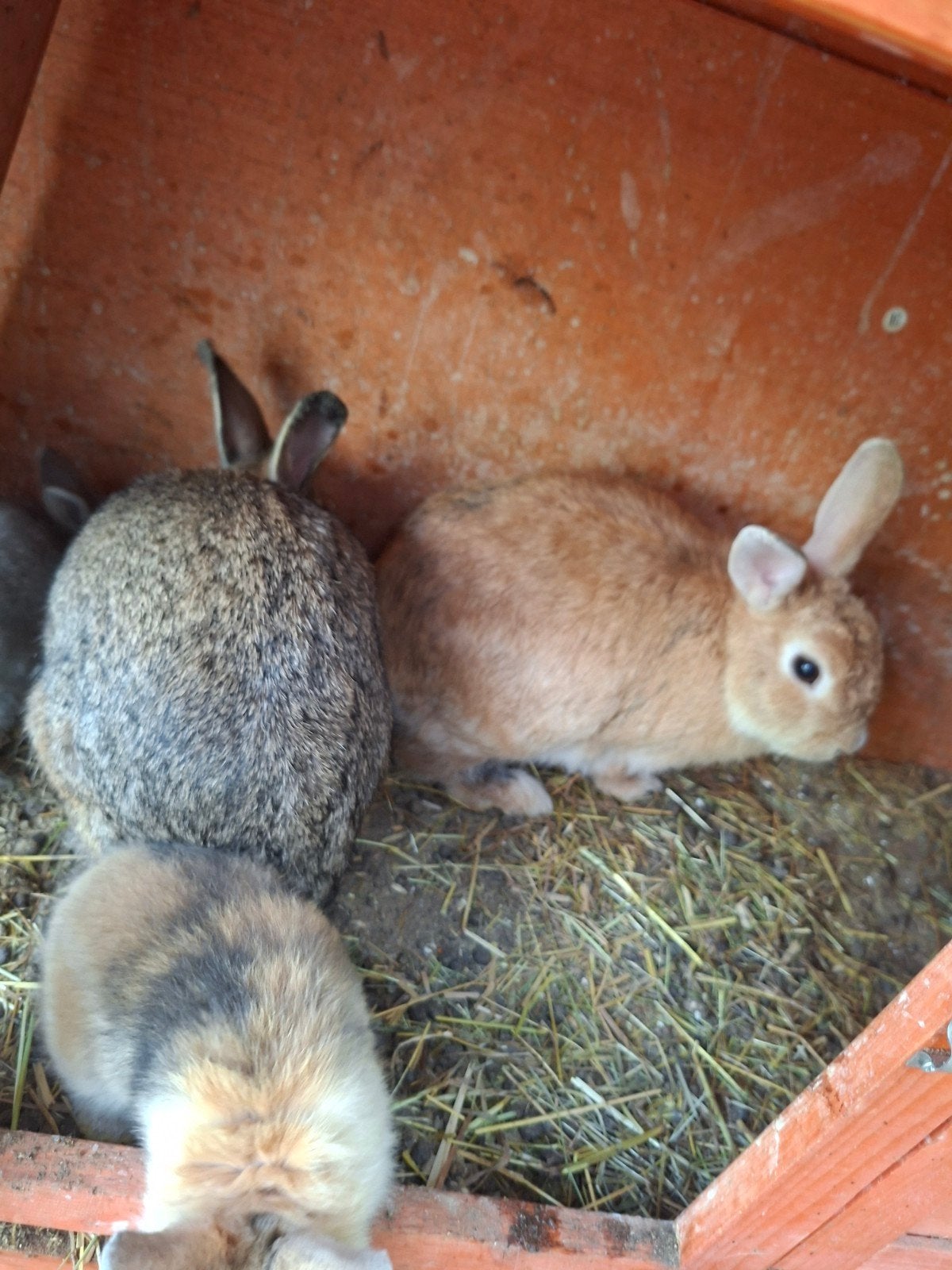 Dwergkonijn te koop lees beschrijving, Dieren en Toebehoren, Meerdere dieren, Dwerg, 0 tot 2 jaar
