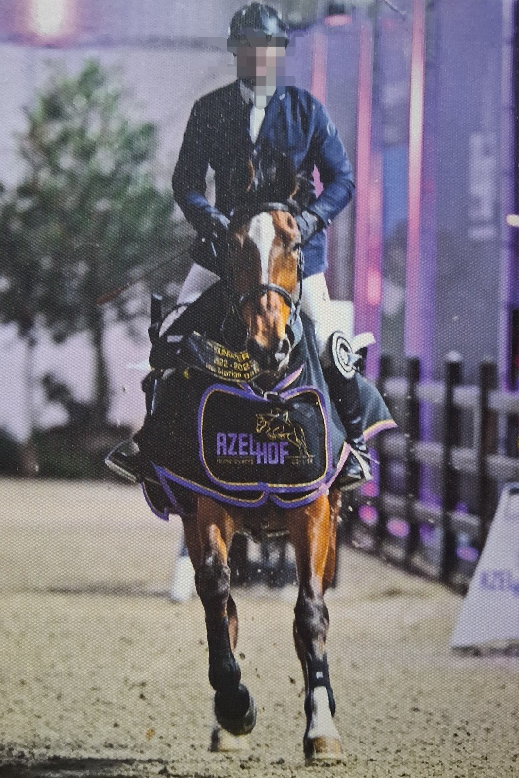9- jarige merrie Sport/fokmerrie, Jument
