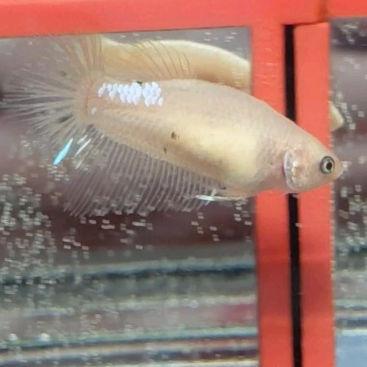 Betta vrouw halfmoon