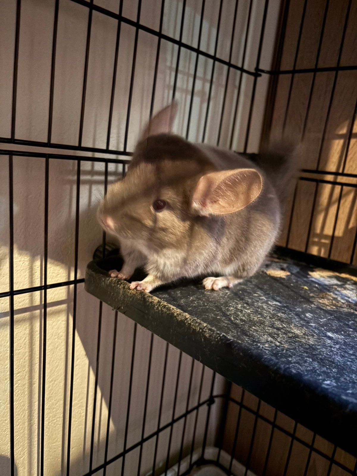 Chinchilla, Chinchilla, Mâle, Domestique, Avril
