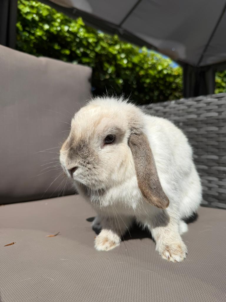 Infirmière Minilop