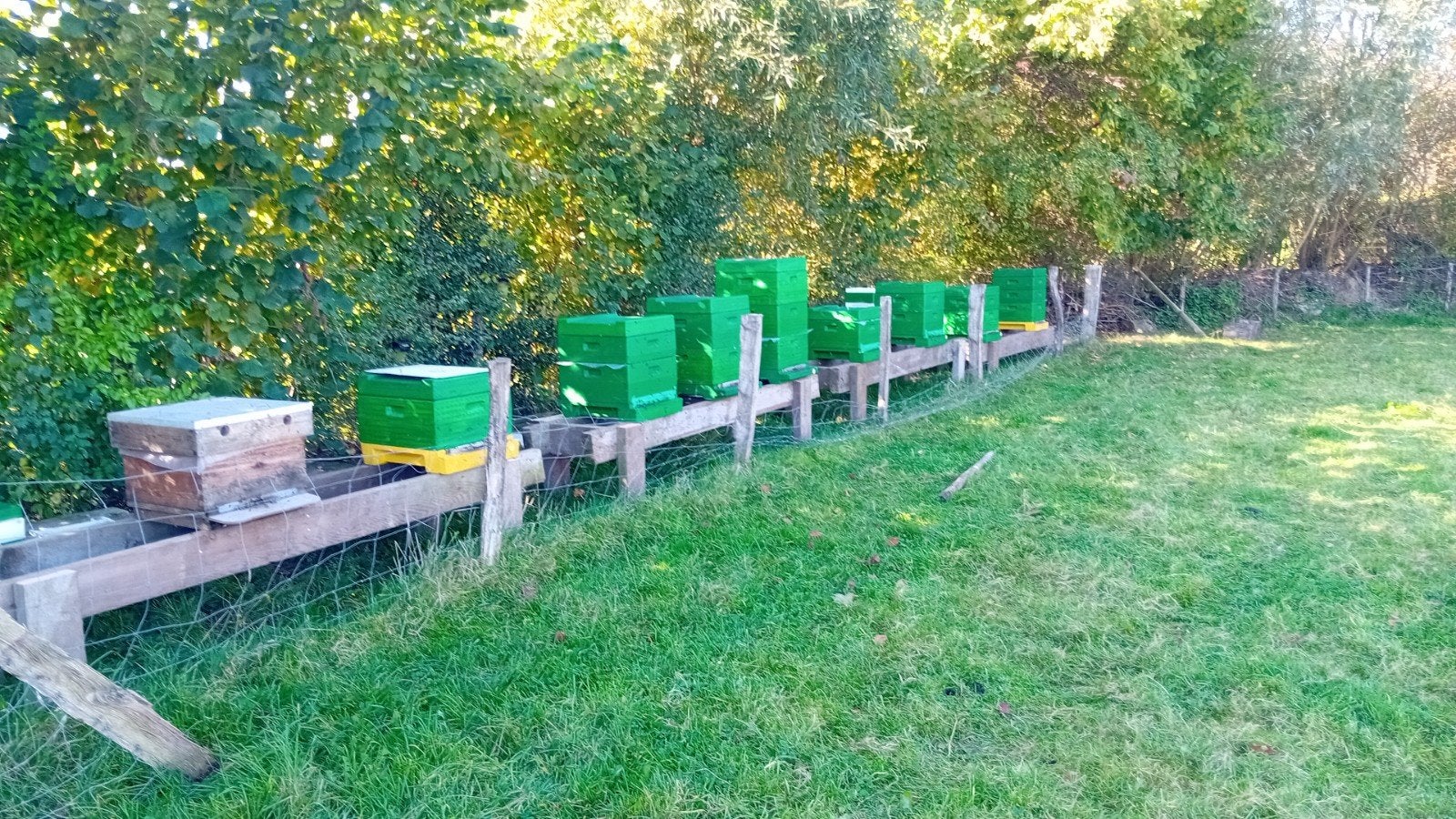 Bijenvolken Buckfast