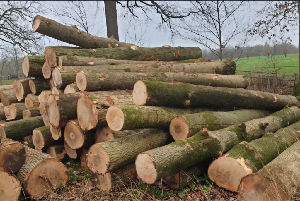 Es en eik op meters en gekloven hardhout, Enlèvement, Frêne