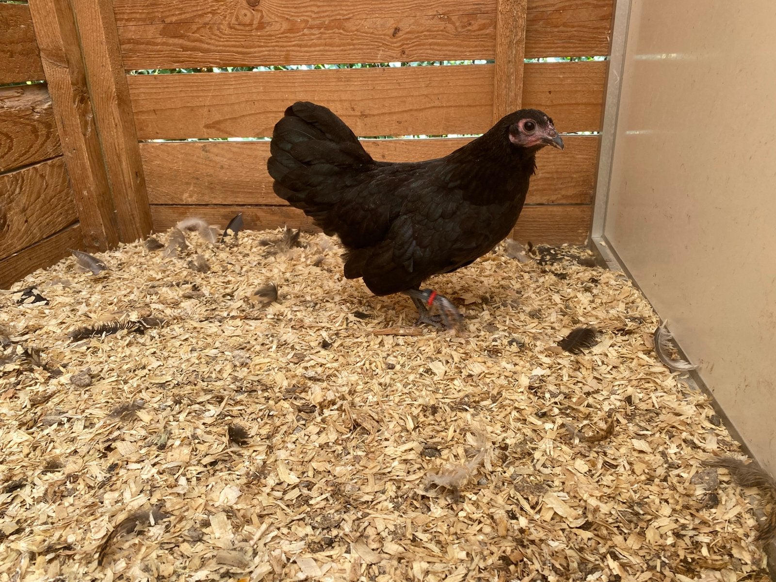 2 australorp kriel hennen, Dieren en Toebehoren, Pluimvee