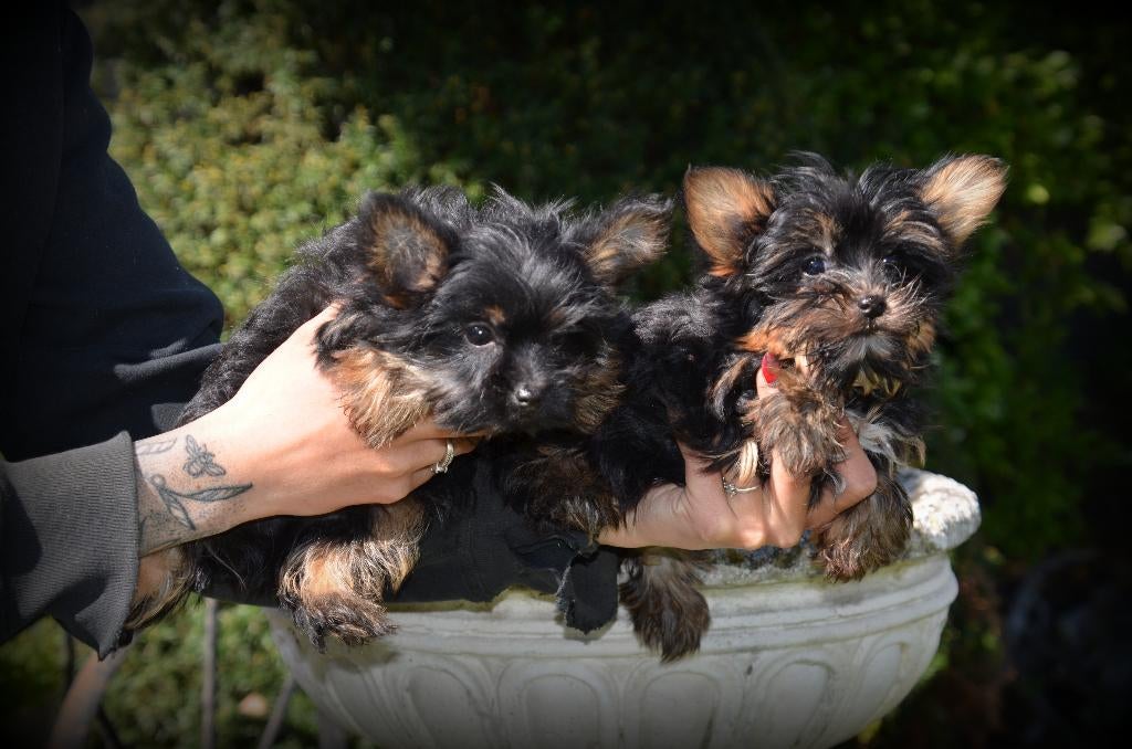 petits chiots Yorkshire Terrier, Animaux & Accessoires, Chiens | Jack Russell & Terriers, Chien (mâle), Yorkshire Terrier, Éleveur | Professionnel