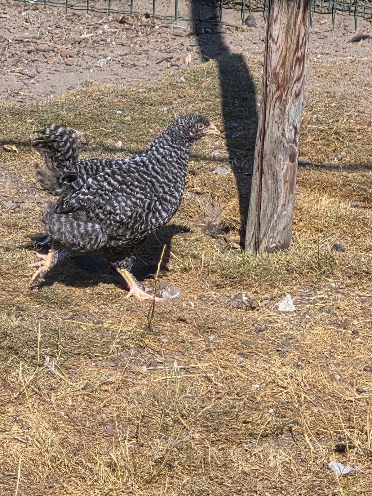 Mechelse koekoek Hen, Dieren en Toebehoren, Pluimvee, Vrouwelijk, Kip