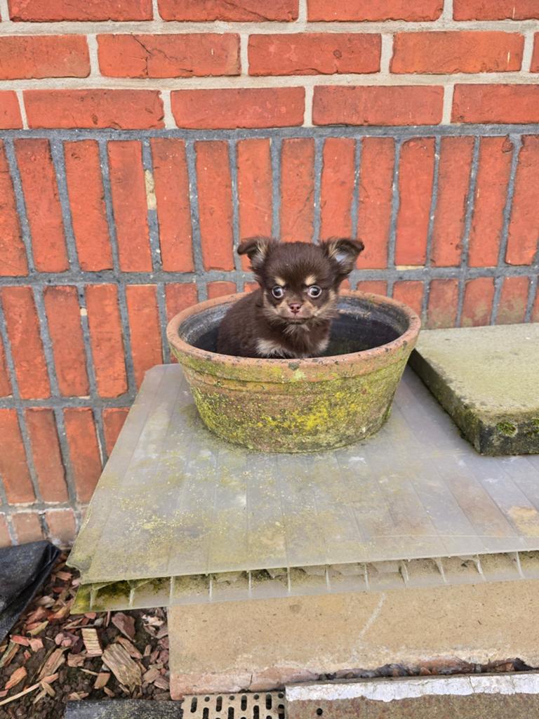 Bruin& Tan langhaar chihuahua reutje, Dieren en Toebehoren, Honden | Chihuahua's en Gezelschapshonden, Parvo, België, 8 tot 15 weken