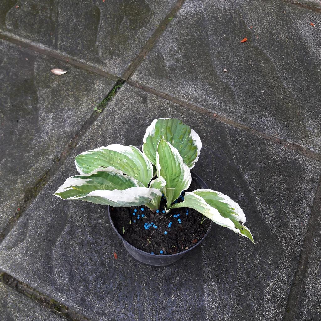 hosta vaste plant, Tuin en Terras, Planten | Tuinplanten, Ophalen, Vaste plant
