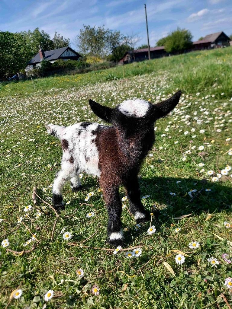 Chèvres miniature et toy, Février, Plusieurs animaux