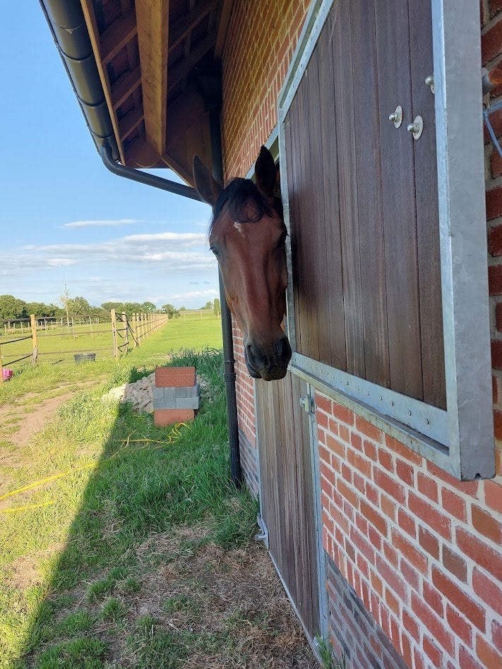 Gezocht: Veulen / jaarling merrie - springbloed, Animaux & Accessoires, Chevaux, Jument, 0 à 2 ans, Cheval de saut, Avec pedigree