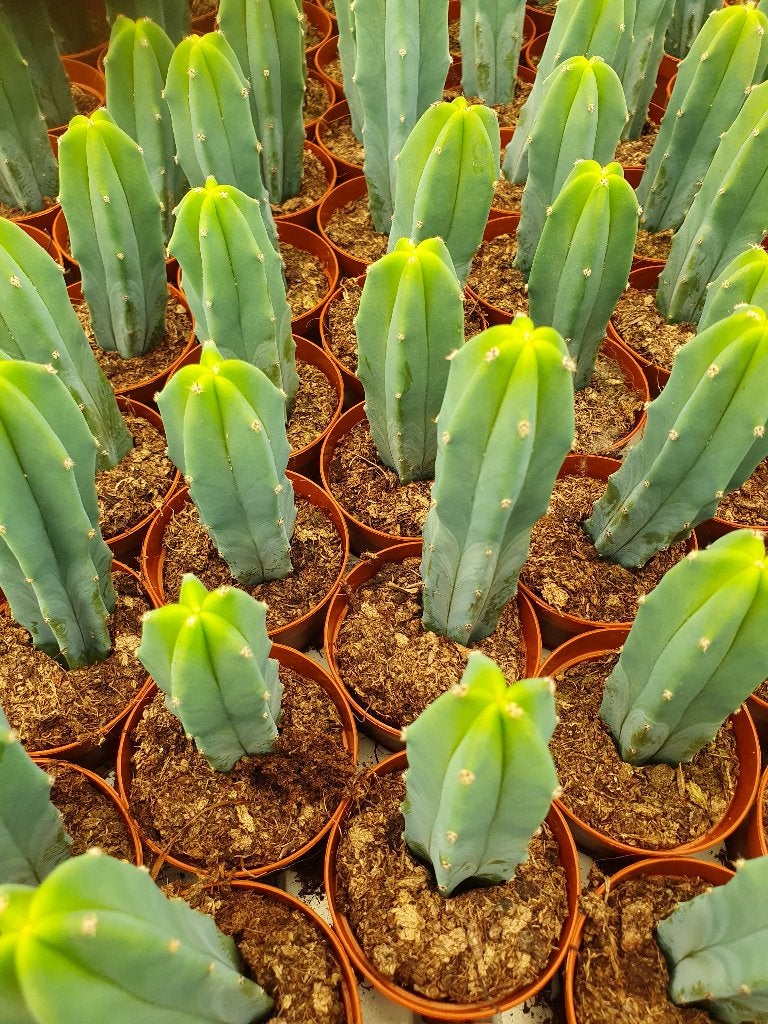 Entstam voor cactussen: Myrtillocactus, Ophalen of Verzenden, Cactus, In pot, Volle zon