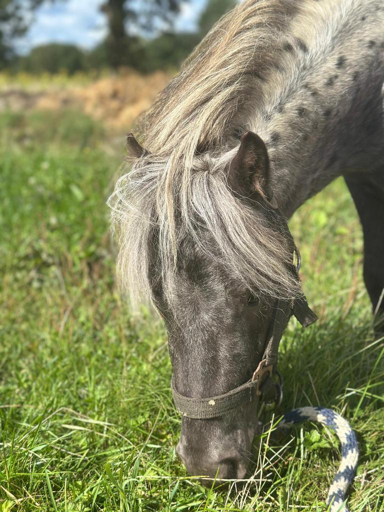 Ter dekking, Dieren en Toebehoren, Hengst