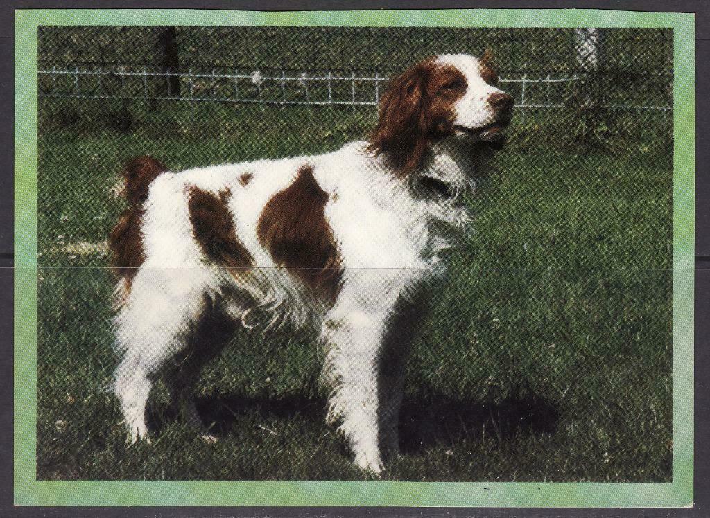 Hond 4, Collections, Cartes postales | Animaux, Envoi, Chien ou Chat