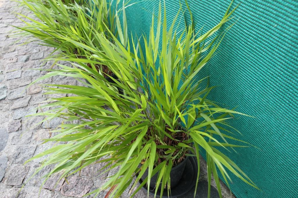 Japanse siergrassen, Ophalen, Vaste plant, Siergrassen, Halfschaduw