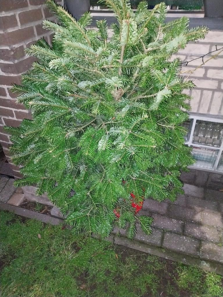 kerstboom., Tuin en Terras, Planten | Bomen, Winter, Halfschaduw, Overige soorten, Minder dan 100 cm