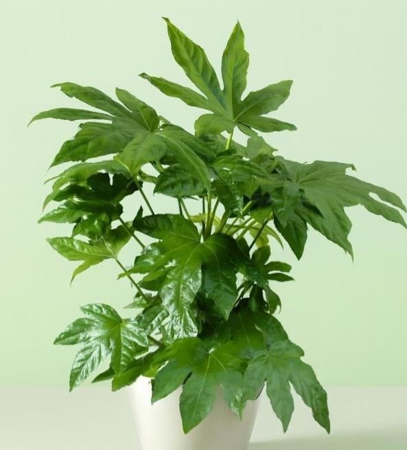 Fatsia japonica, Jardin & Terrasse, Plantes | Jardin, Enlèvement
