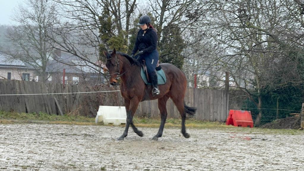 Nikki Knappe ruin van 167 en 4 jaar, Dieren en Toebehoren, Paarden, Ruin, M