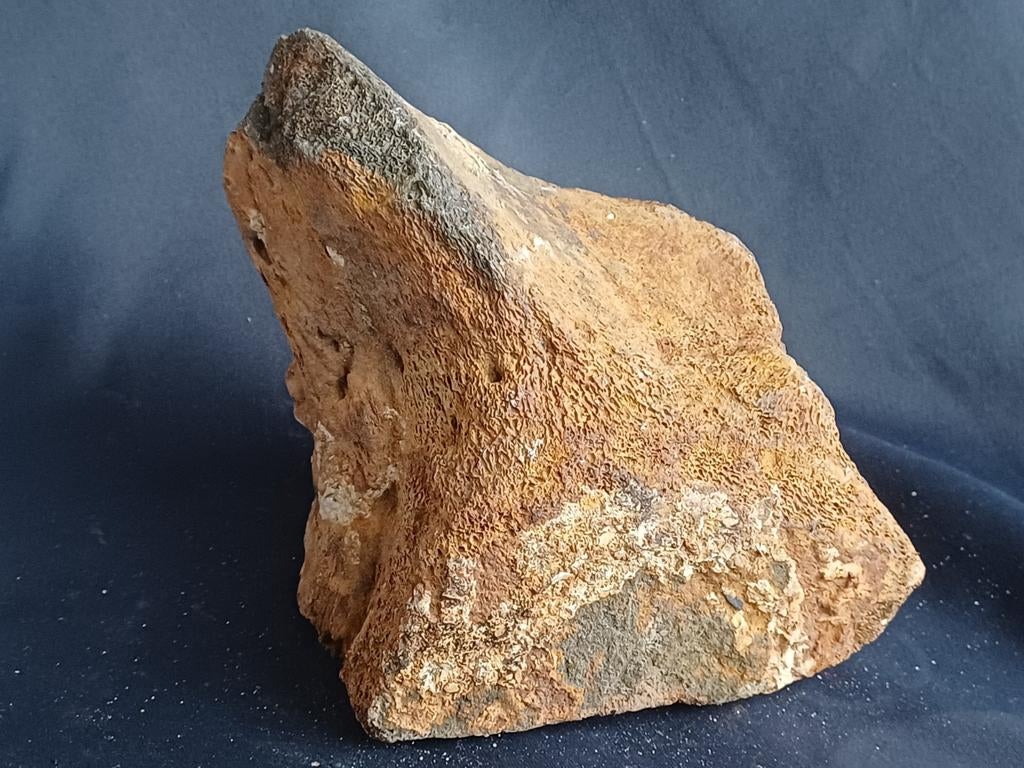 Fossiele walviswervels - diverse prijzen vanaf 30€, Ophalen of Verzenden, Fossiel