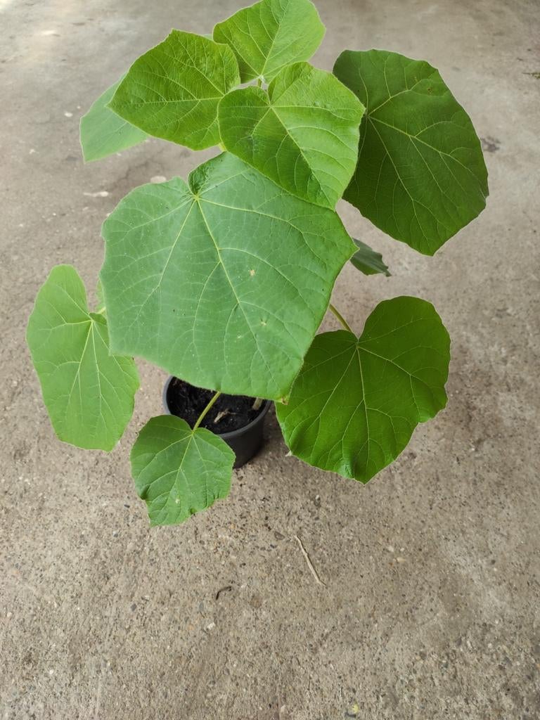Paulownia Kiri als boom of als struik, Tuin en Terras, Ophalen of Verzenden