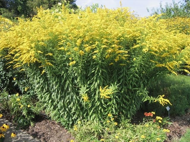 Solidago Shortii- Guldenroede, Tuin en Terras, Volle zon, Vaste plant, Zomer, Ophalen