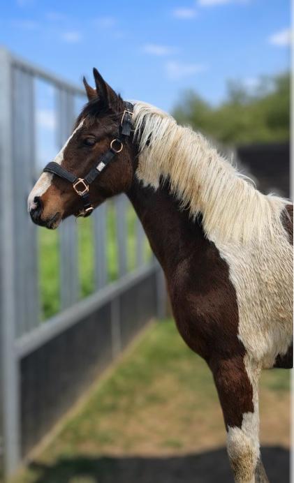 Bonte jaarling merrie, Dieren en Toebehoren, Merrie, Springpaard, Met stamboom, Niet van toepassing