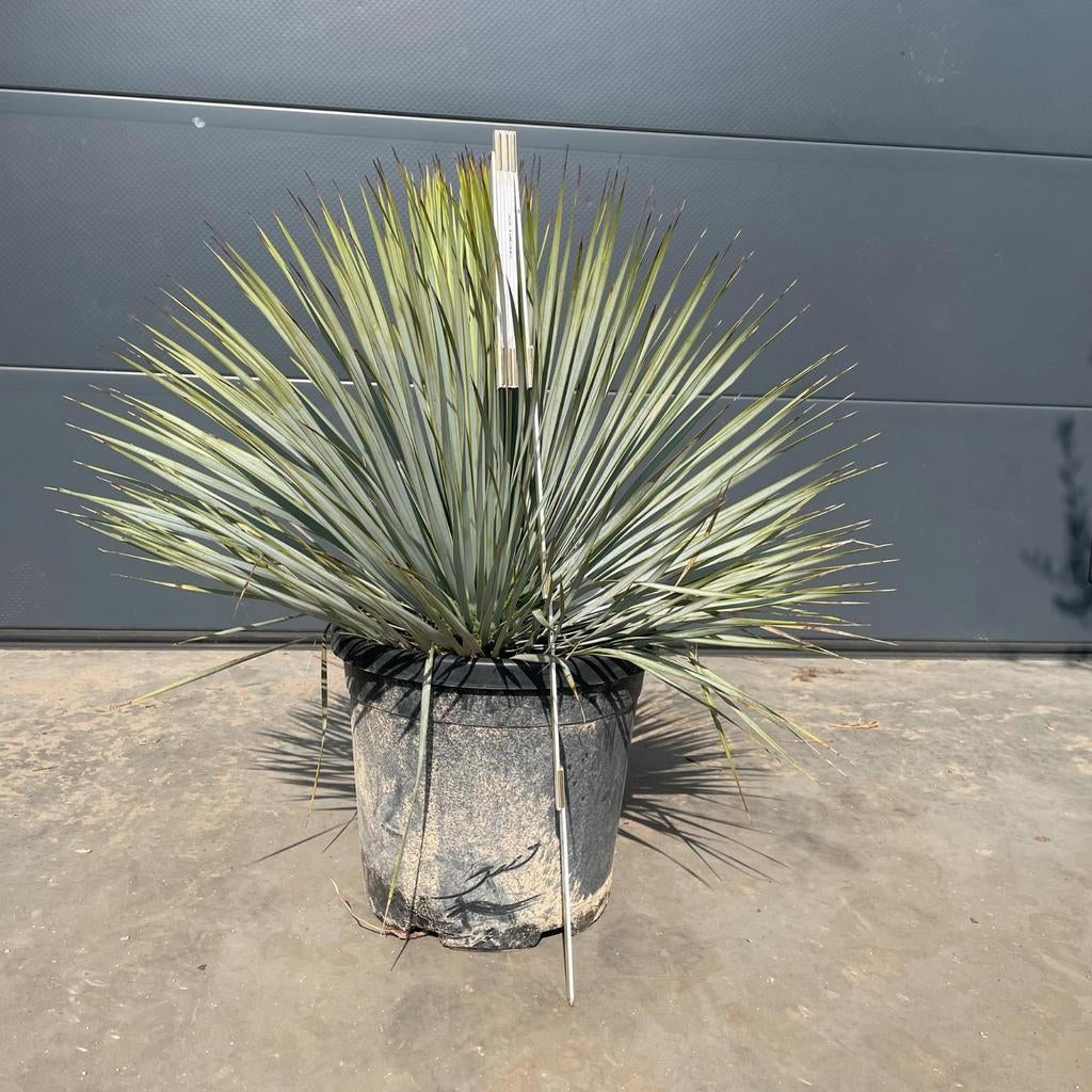 ‼️yucca rostrata rechtstreekse import spanje ‼️, Enlèvement