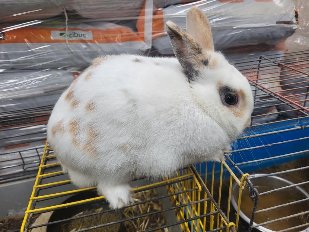 Lapin nain mâle, Animaux & Accessoires, Mâle, Taille moyenne, 0 à 2 ans