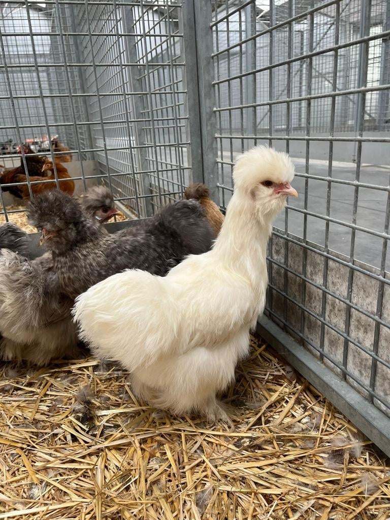 Zijdehoen kuikentjes kuikens hennen vrouwtjes, Vrouwelijk, Kip