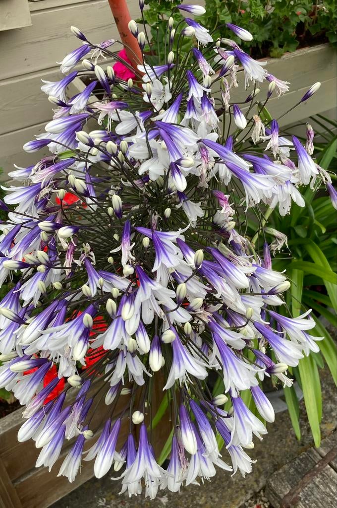 Zaden Agapanthus Fireworks Paars wit. 50 zaden, Tuin en Terras, Ophalen of Verzenden
