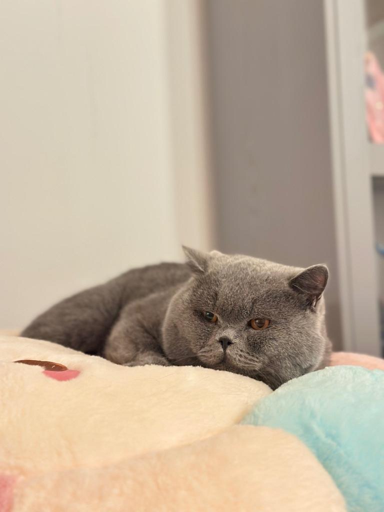 Britse korthaar dekkater, (niet te koop!)