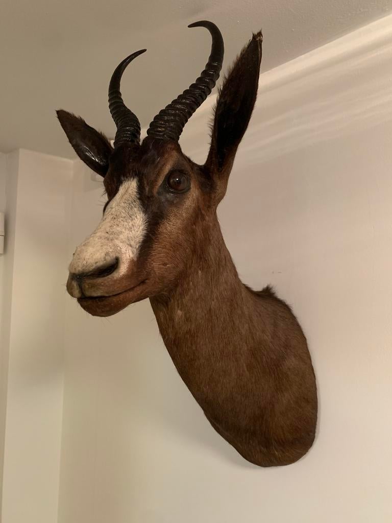 Trophee springbok, Enlèvement, Comme neuf