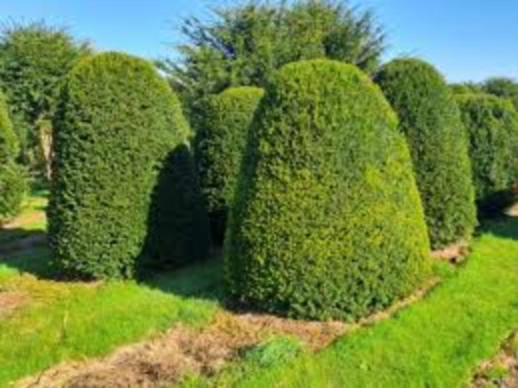 Taxus bijenkorf, Ophalen, Taxus, Struik, 250 cm of meer