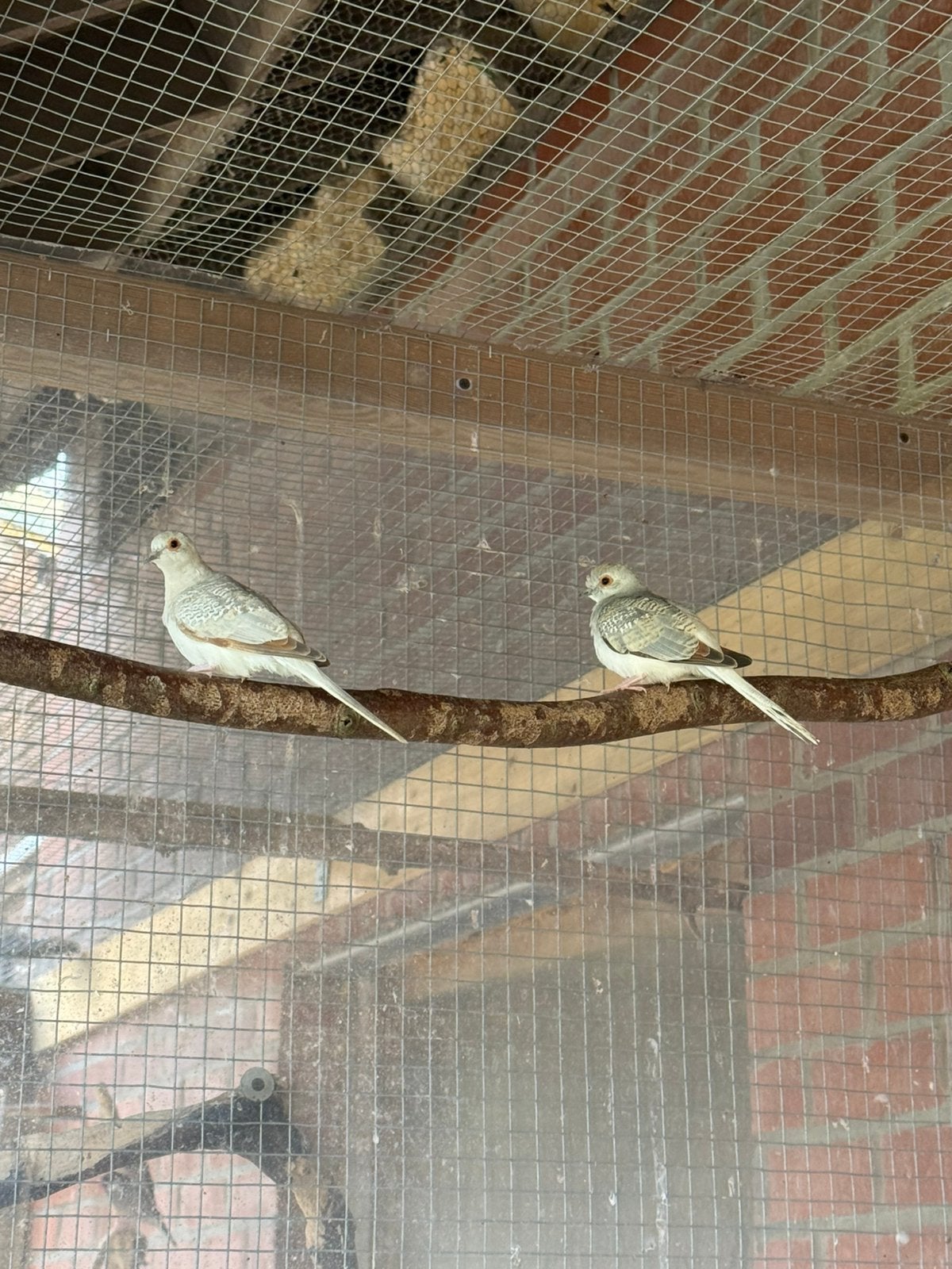 Diamantduif, Dieren en Toebehoren, Vogels | Overige Vogels, Meerdere dieren