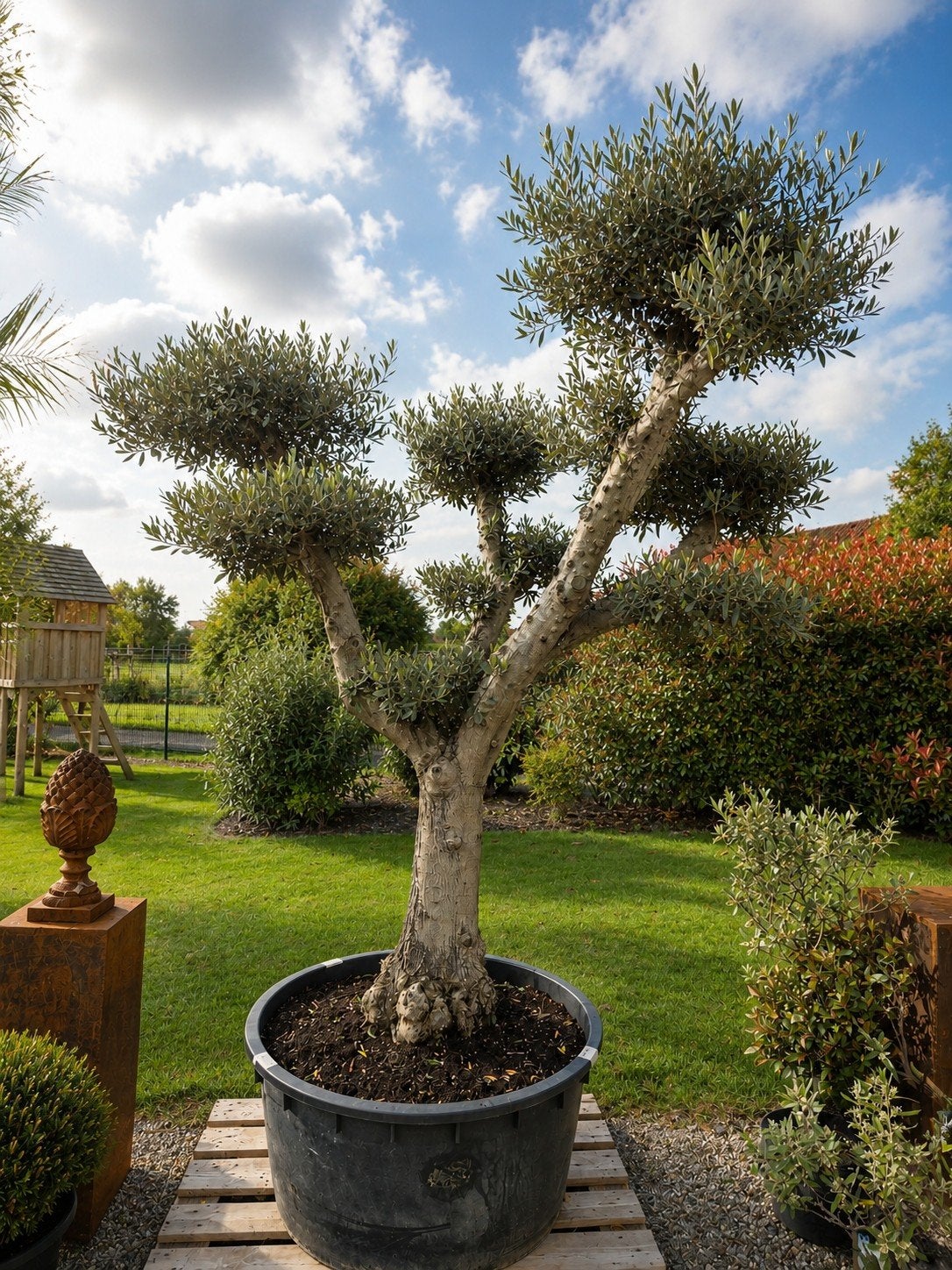 Olijfboom Olea Europaea ponpon, Ophalen, Olijfboom