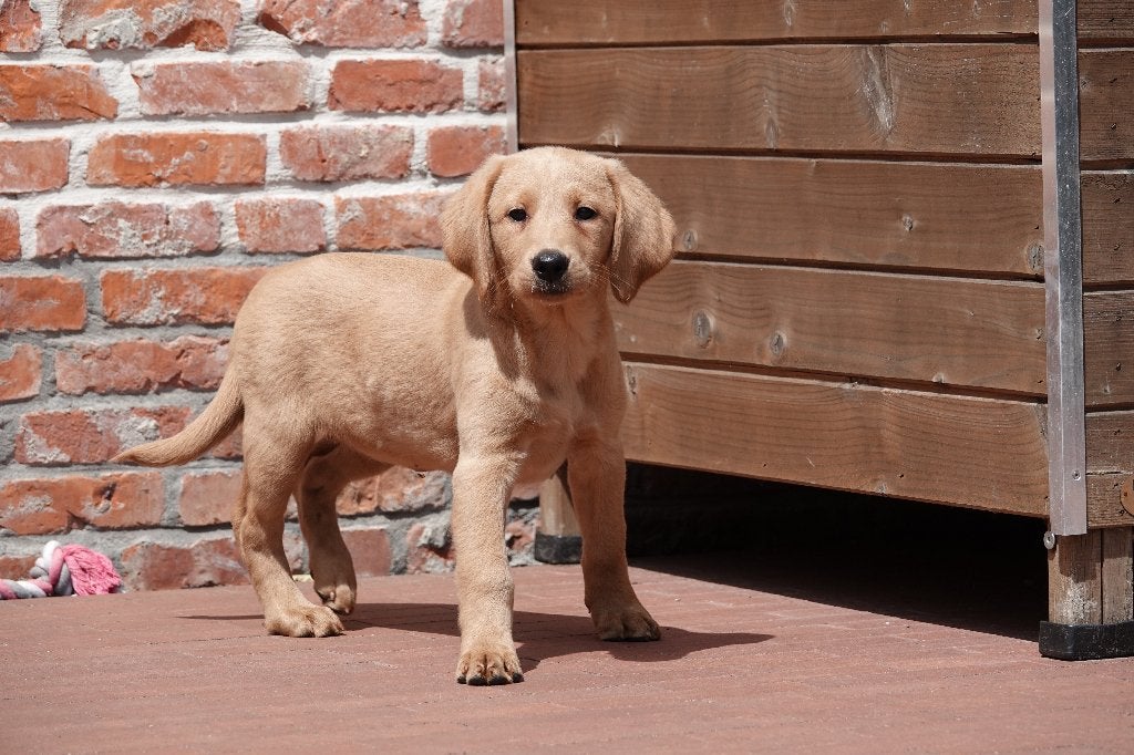 Abrikoze Labradoodle pups (type labrador), met stamboom, Dieren en Toebehoren, Parvo, België, Overige rassen, 8 tot 15 weken