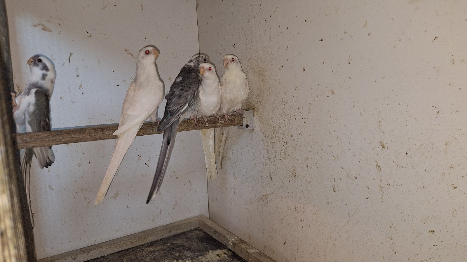 Roodruggen, Dieren en Toebehoren, Vogels | Parkieten en Papegaaien, Geringd